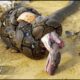 Deadly Battle:  The Most Brutal Snake vs Snake Battles Ever Recorded | Animal Fight