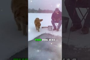 Dog Fell Through Ice While Fishing… I Had to Save Him | Dog Rescue 🐶💔 #shorts