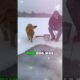 Dog Fell Through Ice While Fishing… I Had to Save Him | Dog Rescue 🐶💔 #shorts