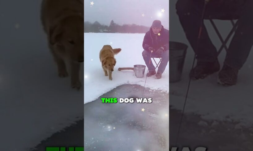 Dog Fell Through Ice While Fishing… I Had to Save Him | Dog Rescue 🐶💔 #shorts