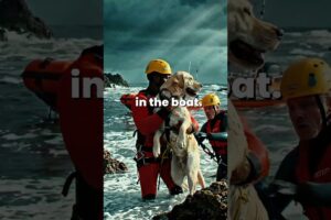 Dog Fighting for Survival in the Ocean Until This Happened #rescue #emotional #shorts