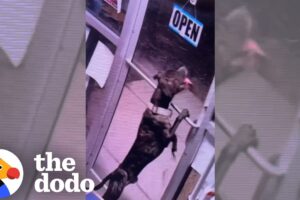 Dog Unlocks Shelter Door And Runs Back to His Old Home | The Dodo