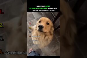 Dogs Being Idiots Part 130: Funny Golden Retriever 😂😂