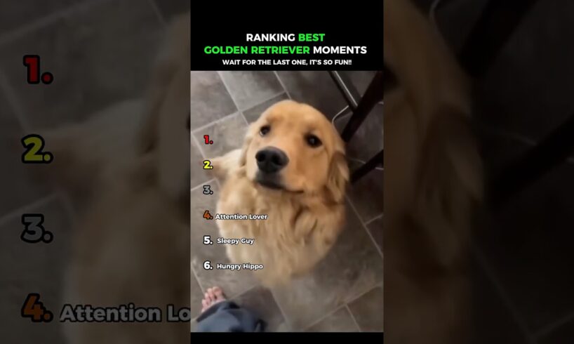 Dogs Being Idiots Part 130: Funny Golden Retriever 😂😂