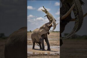 Elephant Crushes Crocodile’s Plan 🐘🐊 #animalfight #animalbattle
