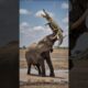 Elephant Crushes Crocodile’s Plan 🐘🐊 #animalfight #animalbattle