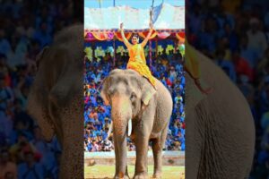 🐘 Elephant Launches Man Into Backflip | People Are Awesome. #shorts #viral #elephant