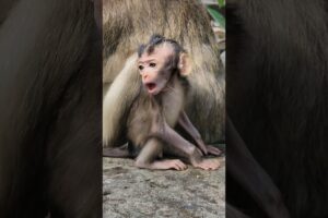 Elma trying playing with adorable baby monkey Eleanor enjoying #animals #shortvideo #shorts