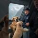 Emotional Animal Rescue 🐶 | Saving Injured Animals – Heartwarming Rescue Story #animalrescue #shorts