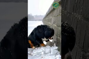 Emotional Animal Rescue Story – Dog Saves Kitten from Freezing 🐱🐶 #funny  #wildliferescue  #animals