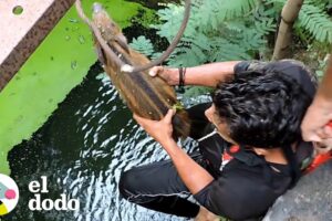 Este cerdito espera por sus rescatistas para que lo ayuden | El Dodo