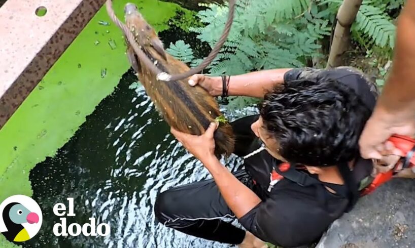Este cerdito espera por sus rescatistas para que lo ayuden | El Dodo