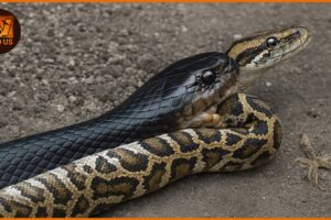 Fearless: Inside the Most Brutal Snake Battles | Wild Animals