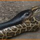 Fearless: Inside the Most Brutal Snake Battles | Wild Animals