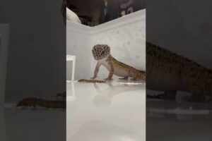 Feeding Gary The Leopard Gecko