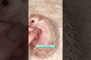Feisty Hedgehog Munches on Pet Parent's Nose!