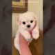 Filhotes de cachorros mais fofos #pets #cachorro #animal #filhotes