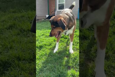 Finnly & Oakley cutest puppies ever!