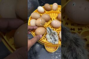 First baby hatched out of 16 eggs