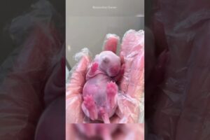 Found Buried in the Dirt… Then🐰