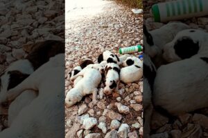 Found Crying Loud — Abandoned Newborn Puppies Rescue 🐶🍼 | Emotional Survival Story #shorts