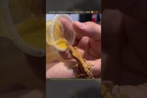 Found a Mystery Egg… What Hatched Shocked Me! 😲❤️ #viral #animalrescue #animal #shorts