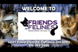 Friends of Felines Rescue Center (FFRC)