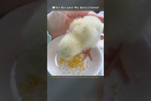 From Fear to Family: The Chick That Became My Best Friend 🐥➡️🐔❤️ #animalrescue #animals #shorts