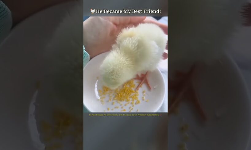 From Fear to Family: The Chick That Became My Best Friend 🐥➡️🐔❤️ #animalrescue #animals #shorts