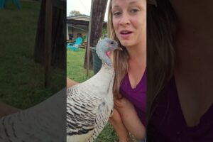 Fun Fact: Turkeys actually LOVE to cuddle! 🦃 #Turkey #Animals  #Birds