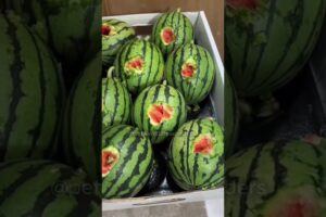 Funniest Animal Moments Caught on Camera | Try Not to Laugh Challenge 2025 🐶🐱