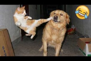 Funniest Animal Videos 2026 🐶 Cutest Dogs and Chaotic Cats (Long Video)