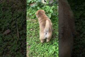 Funny Cute Puppies #shorts