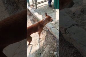 Funny Cute Puppies #shorts​ #puppy #youtubeshorts