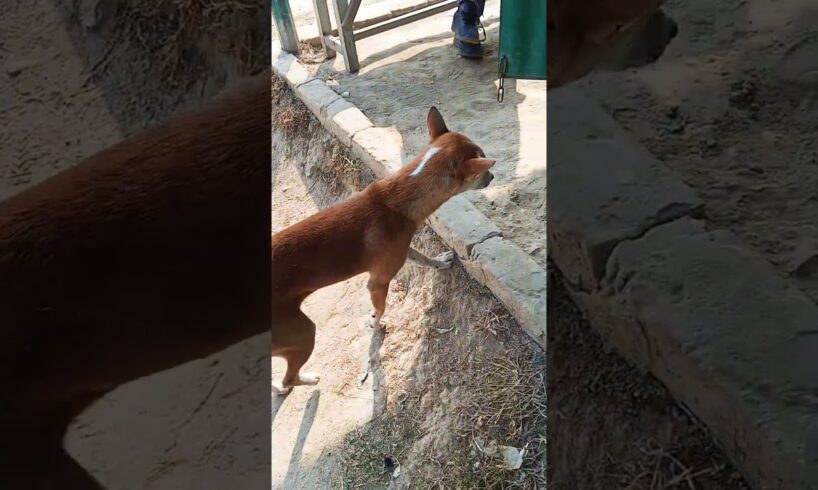 Funny Cute Puppies #shorts​ #puppy #youtubeshorts