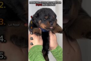 Funny & Cute Rottweiler Puppies Compilation 😂🐾 #shorts