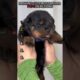 Funny & Cute Rottweiler Puppies Compilation 😂🐾 #shorts