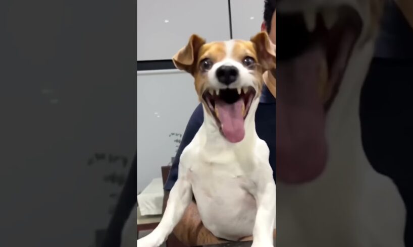 Funny Fails of the Week | Try Not to Laugh #funny #funnyfails