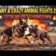 Funny and Crazy Animal Fights 2026 | Extreme Pet Showdown #FunnyAnimals #PetShowdown