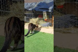 Garden animal play - Cat meets rabbit #animalshorts