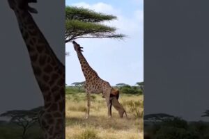 Giraffe vs Lion 😳 Who Wins This Deadly Fight? #Shorts