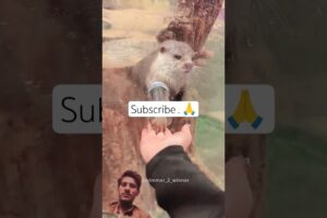 Girl Enjoyed Playing With Her Otter Friend 😍#shorts #fyp #animals