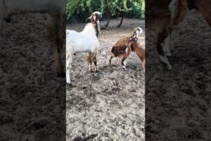 Goat Chasing and Playing with the Herd 🐐😄#goat#desert#shorts