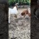 Goat Chasing and Playing with the Herd 🐐😄#goat#desert#shorts