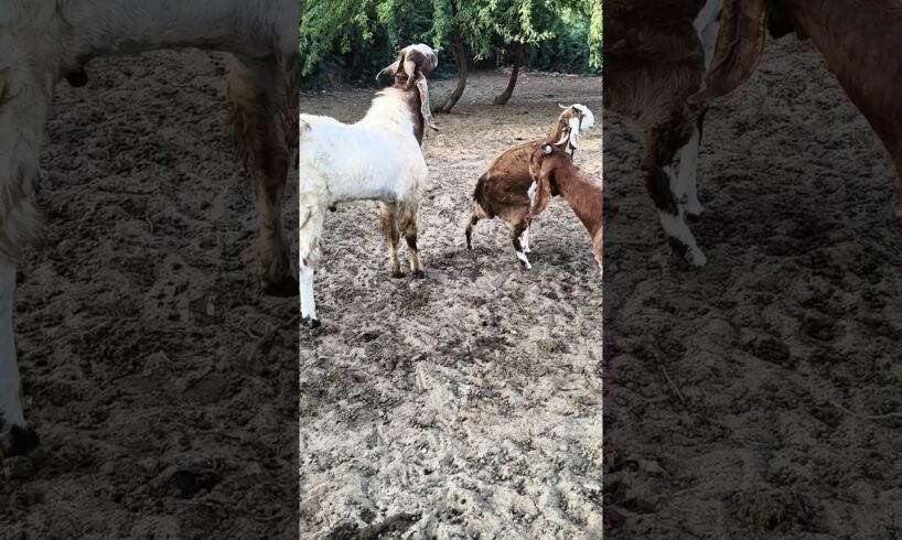 Goat Chasing and Playing with the Herd 🐐😄#goat#desert#shorts