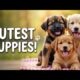 👉 Happy National Puppy Day 🐶 Cutest Puppies Ever (1 Minute Smile Boost!)