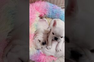 Happy weekend 😘😘 cute puppies 🐶 #cuteanimal #petcareprovider #cutepet #petshub