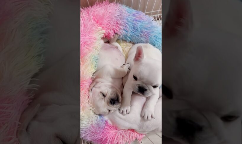 Happy weekend 😘😘 cute puppies 🐶 #cuteanimal #petcareprovider #cutepet #petshub