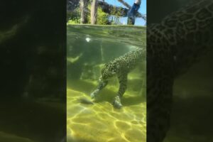 Have you ever seen a Jaguar do this? 👀 #jaguar #swim #jaguars #water #bigcats #underwater