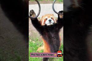 He love playing💖🥰🐾 #redpanda #cute #animalwelfareactivist #animals #funnypet #funny #pet #panda #zoo
